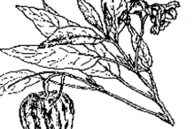 Sketch-of-Pepino-melon