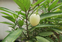 Unripe-Pepino-melon