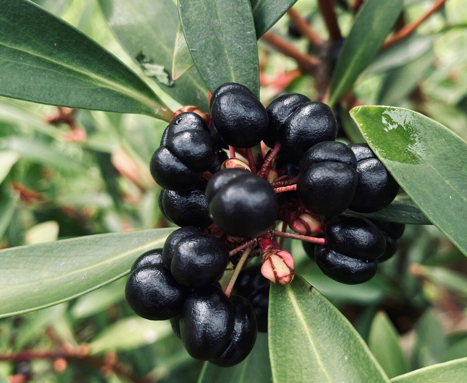 Mature-Pepperberry-fruits-on-the-tree