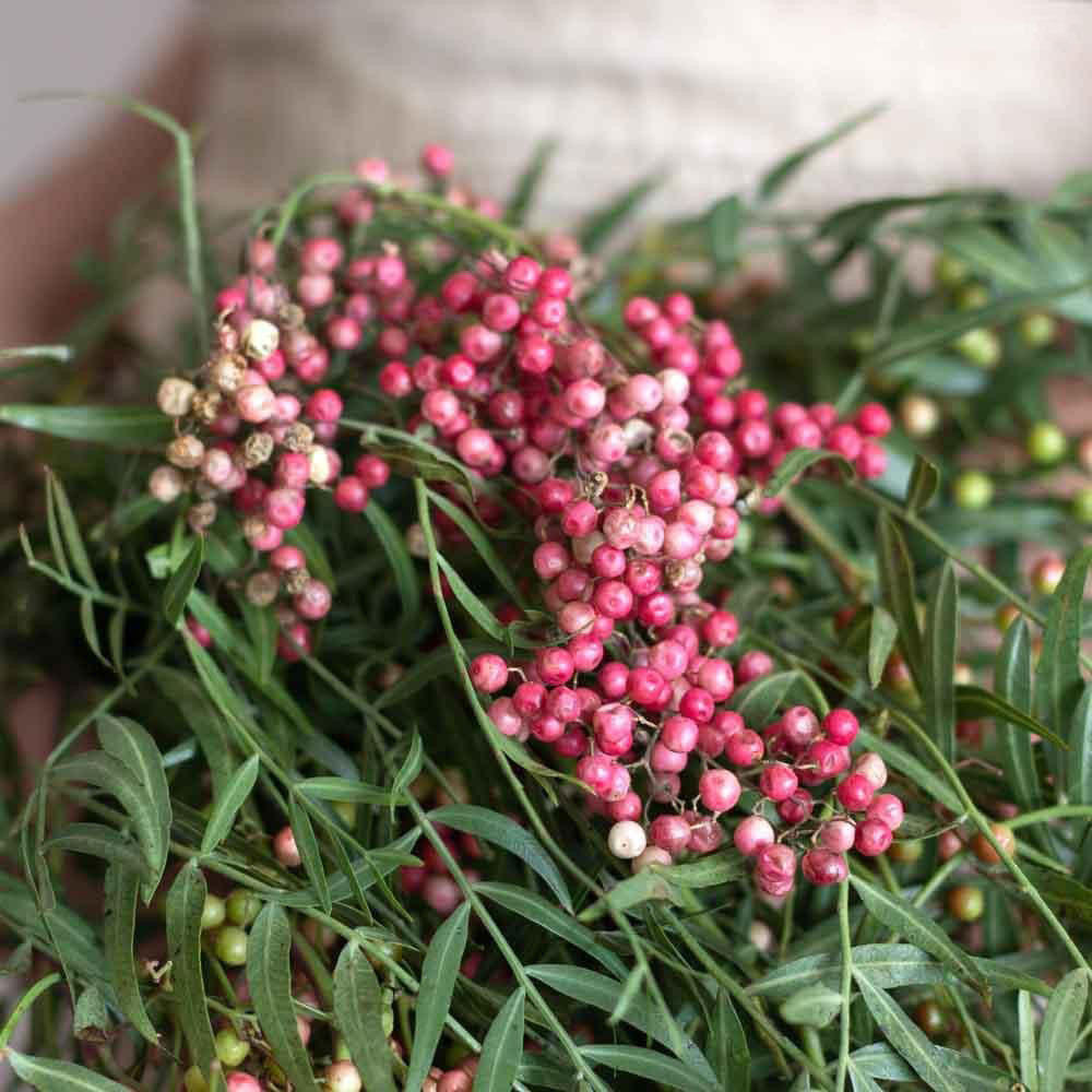 Maturing-fruits-of-Pepperberry