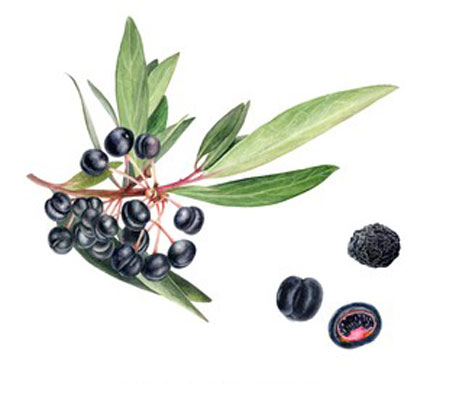 Plant-Illustration-of-Pepperberry