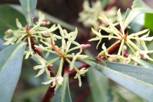 Female-Flowers-of-Pepperberry