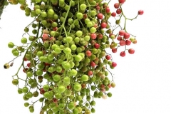 Immature-pepperberry