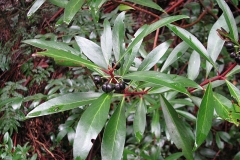Leaves-of-Pepperberry