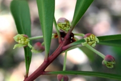 Male-flower-of-Pepperberry