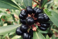 Mature-Pepperberry-fruits-on-the-tree