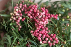 Maturing-fruits-of-Pepperberry