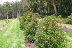 Pepperberry-plant
