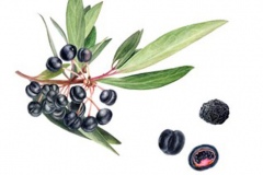 Plant-Illustration-of-Pepperberry