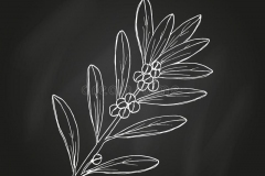 Sketch-of-Pepperberry