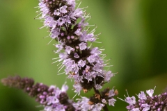 Peppermint-flower