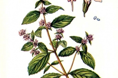 Peppermint-illustration