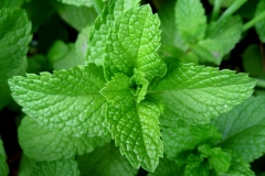 Peppermint-leaves