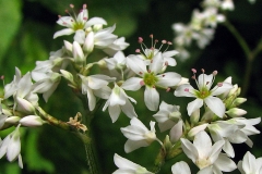 Closer-view-of-flower of Perennial Buckwheat