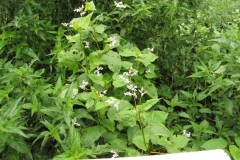 Perennial-Buckwheat-plant-growing-wild