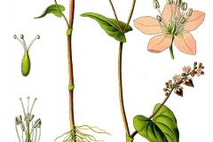 Plant-Illustration-of-Perennial-Buckwheat