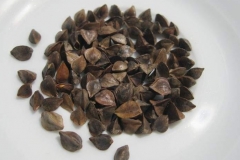 Seeds-of-Perennial-Buckwheat