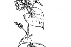Sketch-of-Perennial-Buckwheat