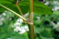Stem of Perennial Buckwheat