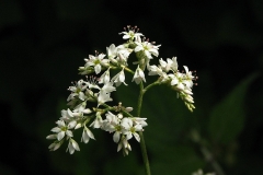 Flowers of Perennial Buckwheat