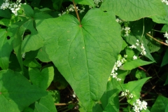 Perennial Buckwheat leaves