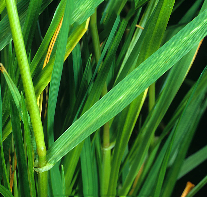 Leaves-of-Perennial-ryegrass