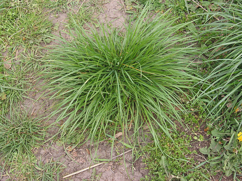 Perennial-ryegrass-Plant