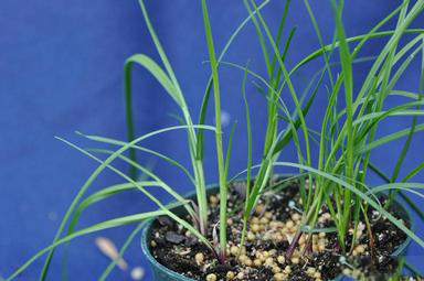 Perennial-ryegrass-plant-grown-on-pot