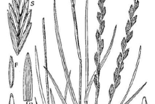 Sketch-of-Perennial-ryegrass