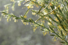 Flowers-of-Perennial-ryegrass