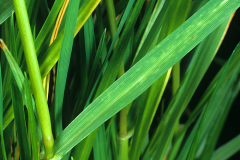 Leaves-of-Perennial-ryegrass
