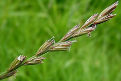 Mature-fruits-of-Perennial-ryegrass