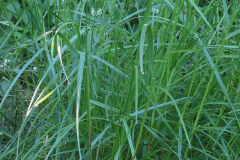 Perennial-ryegrass-plant-growing-wild