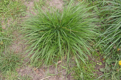 Perennial-ryegrass-Plant