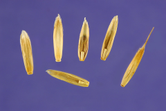 Seeds-of-Perennial-ryegrass