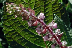 Closer view of flower of Perilla