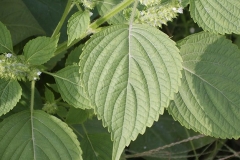Closer view of leaves of Perilla