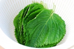Collected Perilla leaves