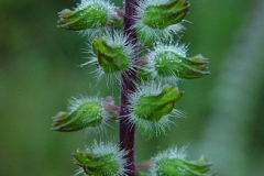 Immature fruits of Perilla