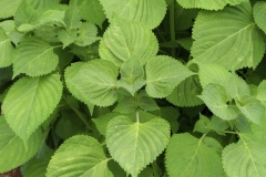 Leaves of Perilla