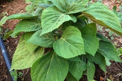 Perilla Plant