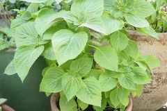 Perilla Plant growing on the pot