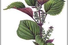 Plant illustration of Perilla