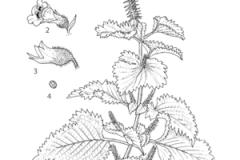 Sketch of Perilla
