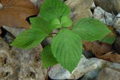Small Perilla Plant