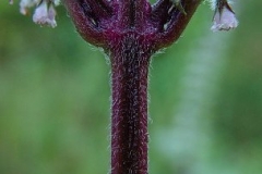 Stem of Perilla Plant