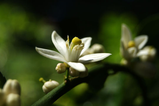 Flower-of-Persian-Lime