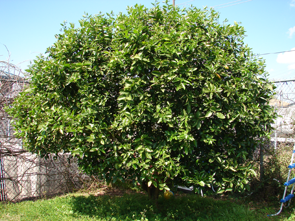 Persian-Lime-tree