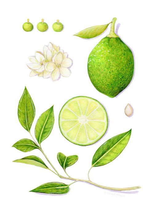 Plant-Illustration-of-Persian-Lime
