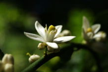 Flower-of-Persian-Lime